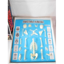 Juego de Anatom&iacute;a Humana Serima. Equipo con instrucciones y peana. A&ntilde;os 70-80. Ref 4.