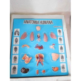 Juego de Anatomía Humana Serima. Equipo con instrucciones y peana. Años 70-80. Ref 4.