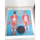 Juego de Anatomía Humana Serima. Equipo con instrucciones y peana. Años 70-80. Ref 4.