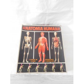 Juego Anatomía Humana. Equipo nº1. Esqueleto y peana. Ref 1
