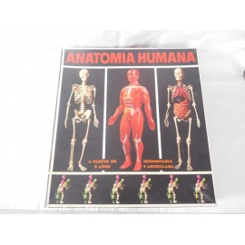 Juego Anatomía Humana. Equipo nº4. Esqueleto, organos, musculos y peana. Ref 2