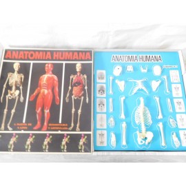 Juego Anatomía Humana. Equipo nº4. Esqueleto, organos, musculos y peana. Ref 2